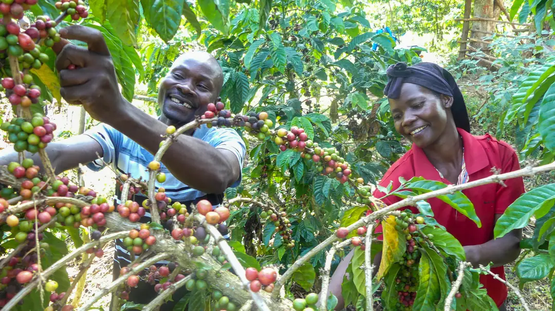 Uganda Bugisu AA