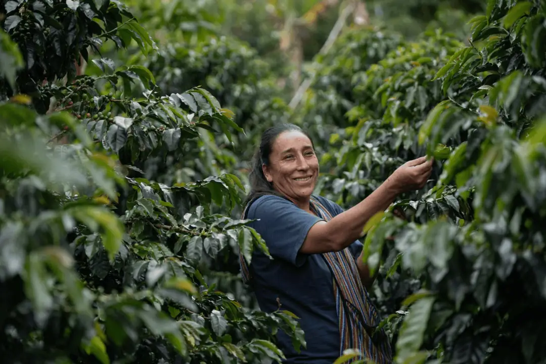 Peru Papagayo Grade 1