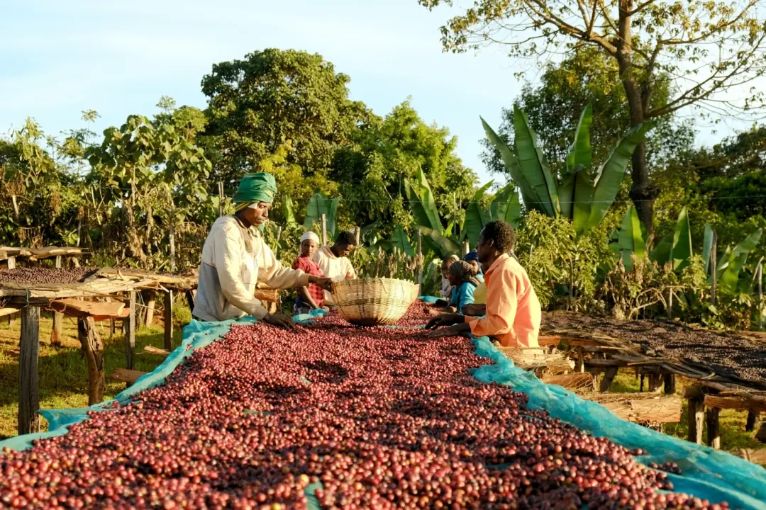 Ürün görseli: Ethiopia Guji Grade 1