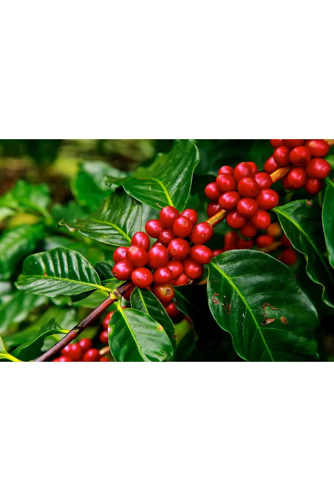 Espresso Blend 10x 1KG