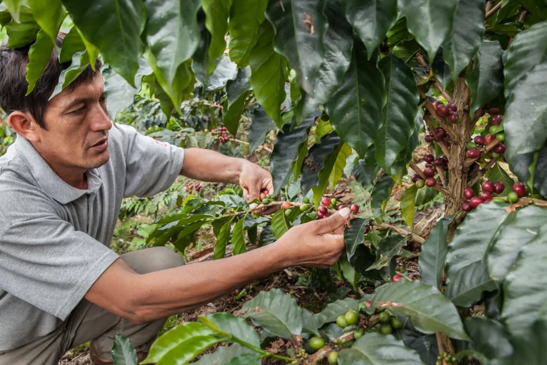 Peru Papagayo Grade 1
