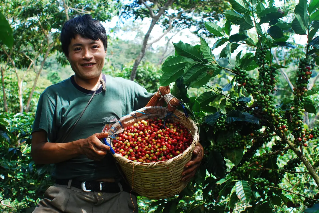 Ürün görseli: Peru EcoForest