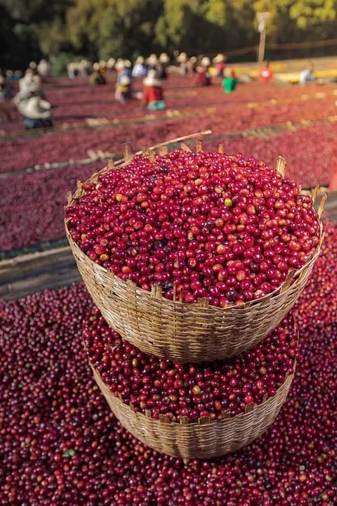 Ethiopia Guji Grade 1