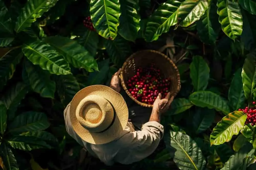 Ethiopia Sidamo Grade 1