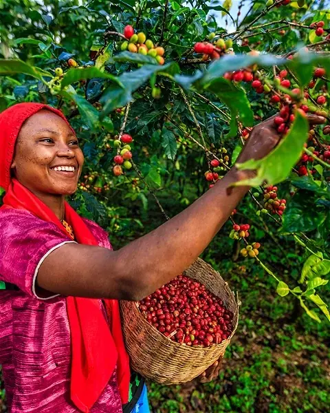 Ürün görseli: Ethiopia Sidamo Grade 1