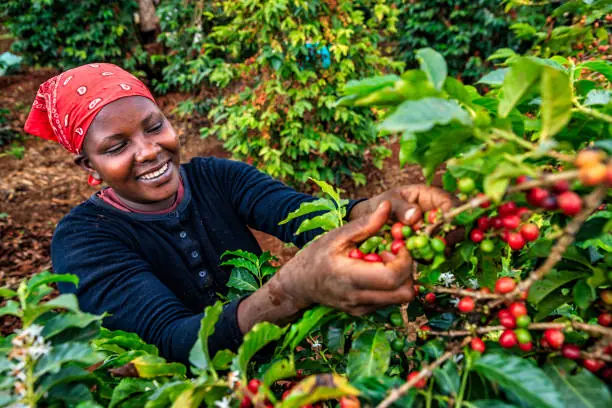 Ürün görseli: Kenya AA