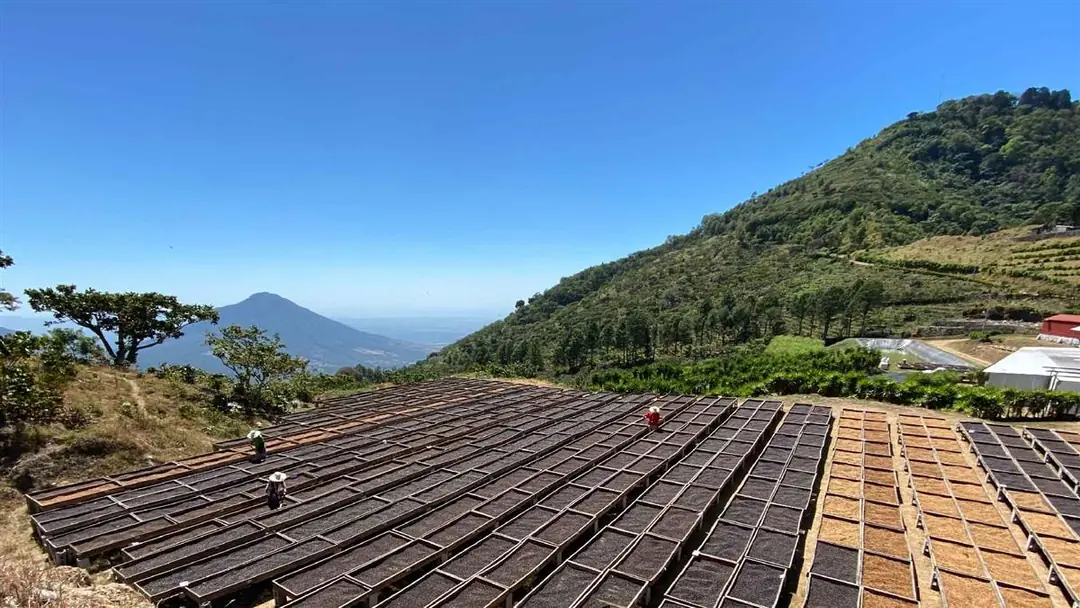 Ürün görseli: El Salvador